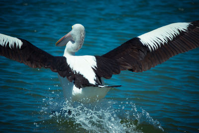 Birds in water