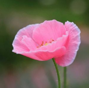 Close-up of pink flower blooming outdoors