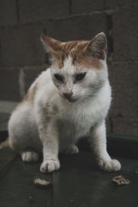 Close-up of cat sitting on floor