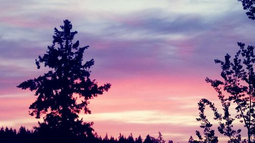 Low angle view of silhouette tree against dramatic sky