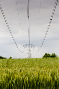 Plants growing on field against sky