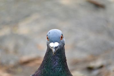 Close-up of a bird