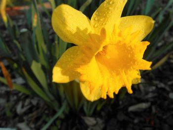 Close-up of yellow flower