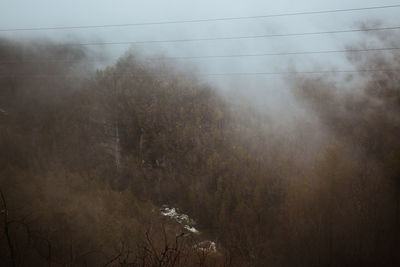 Scenic view of forest against sky