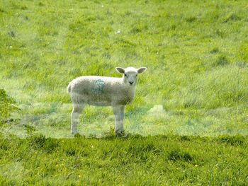 View of sheep on field