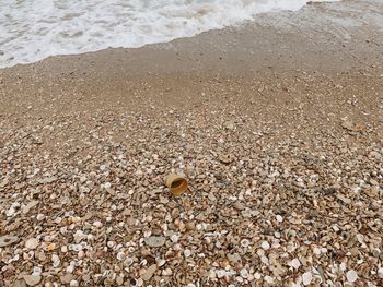 High angle view of shells on beach