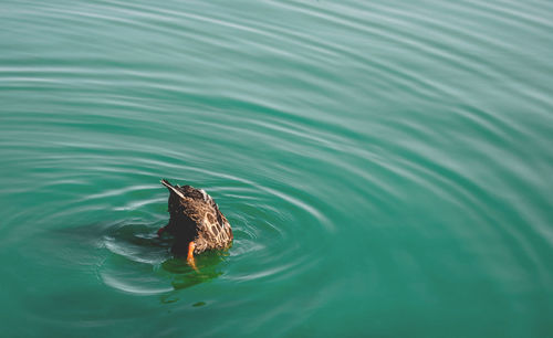 High angle view of mallard duck at lake