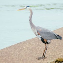 Gray heron perching on a water