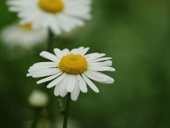 Close-up of white daisy flower