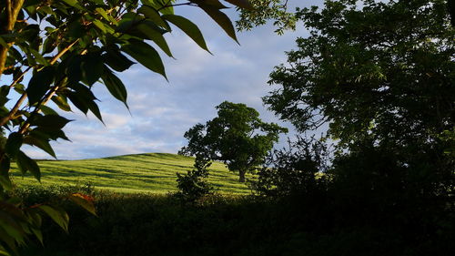 Low angle view of trees on field against sky