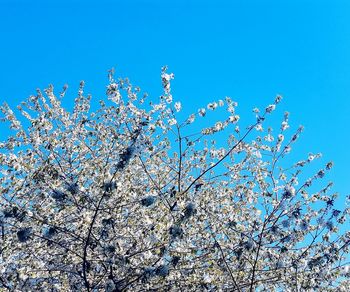 Low angle view of flowers against clear blue sky