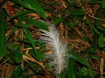 High angle view of water drops on feather