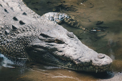 Close-up of turtle in lake