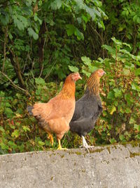 View of birds on plants