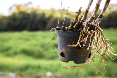 Close-up of rusty metal hanging on plant at field