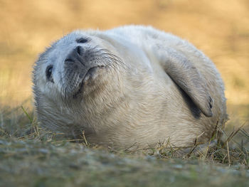 Close-up of sheep relaxing on grass