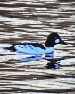 Duck swimming in lake