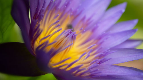 Close-up of purple flower