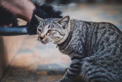 Close-up of cat looking away