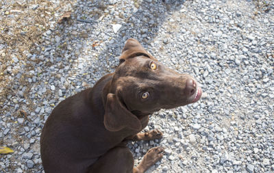 Close-up of dog