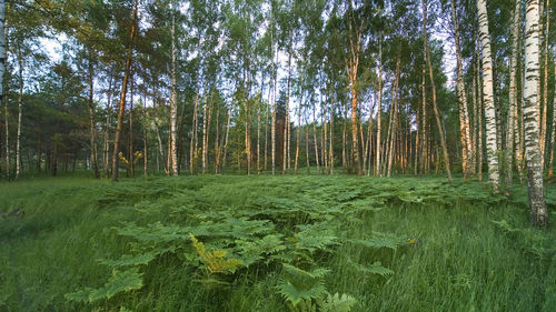 Trees growing in forest