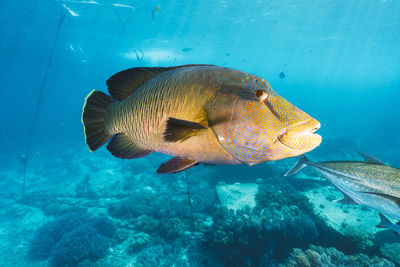 Cheilinus undulatus, maori wrasse humphead fish in australia