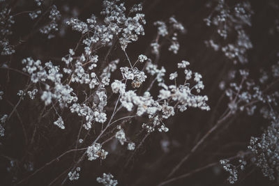 Close-up of plants on snow