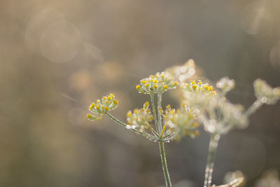 Close-up of yellow flowering plant