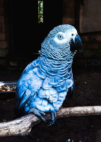 Close-up of parrot perching