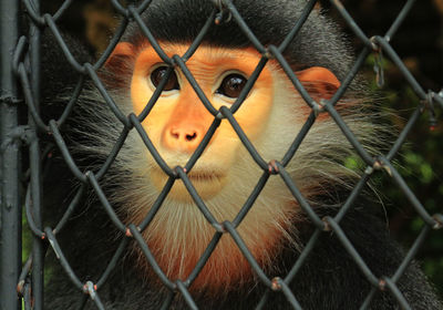 Close-up of bird in cage