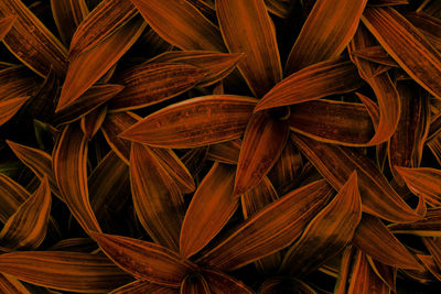 Full frame shot of plant