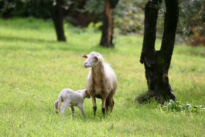 Mother sheep with lamb in the olive grove