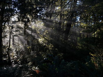 Sunlight streaming through trees in forest