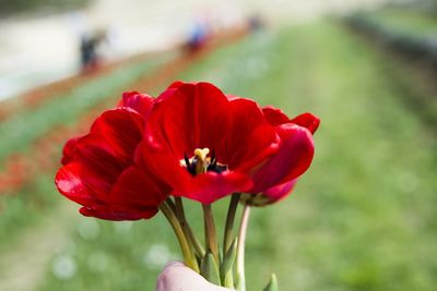 Close-up of insect on red flower