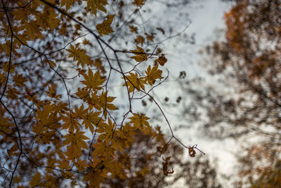 Low angle view of autumn leaves on tree