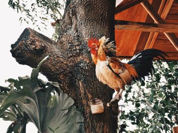 View of birds on tree