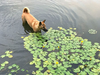 High angle view of ducks floating on lake