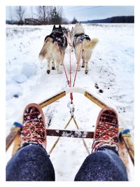 Cropped image of person sitting on sled dogs