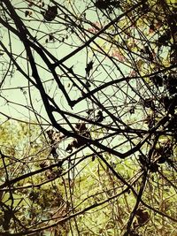 Low angle view of tree against sky