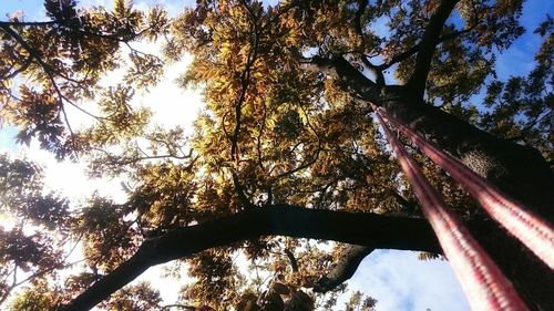 Low angle view of trees against sky