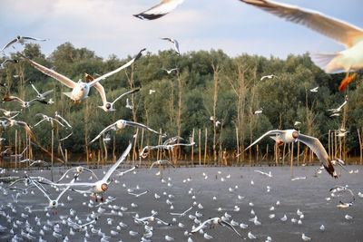 Seagulls flying in the sky