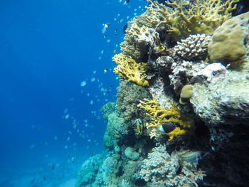 Close-up of fish swimming in sea