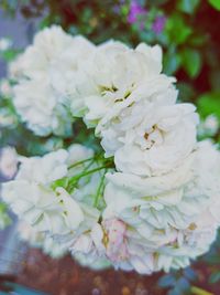 Close-up of white roses