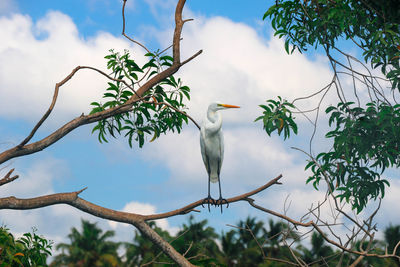 Low angle view of gray heron perching on tree