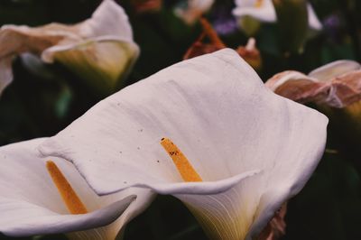 Close-up of white flowers blooming outdoors