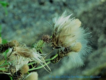 Close-up of wilted flower