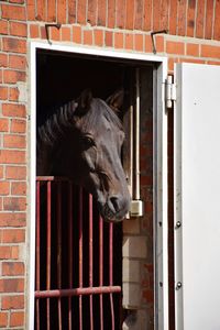 View of a horse in stable