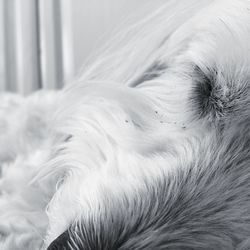 Close-up of dog sleeping