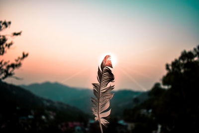 Close-up of plant against sky during sunset