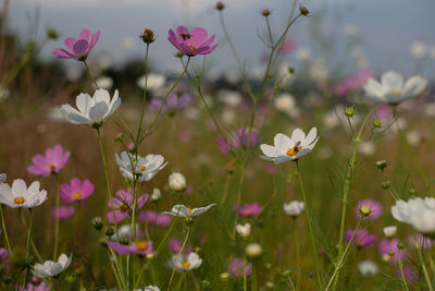 Close-up of pink flowering plants on field